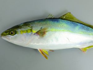 いざ 次の釣りへ 軽自動車専門店 ダンク